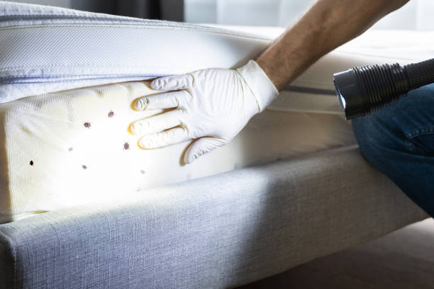 Best Ant Control Services  in Heyville, AL